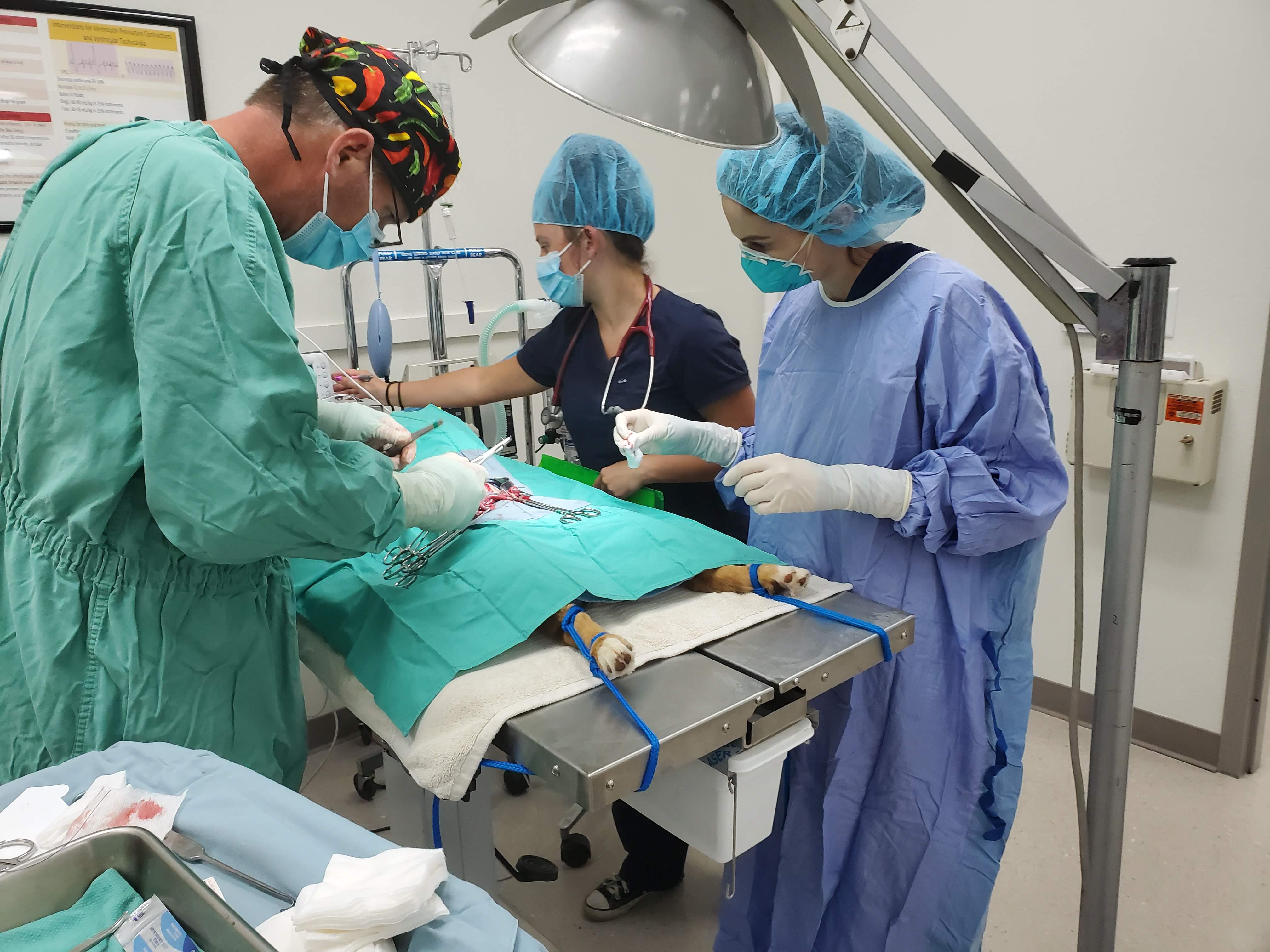 Students and doctor in surgery with dog